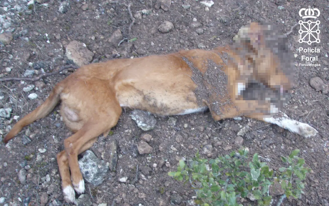 El animal muri&oacute; de un disparo