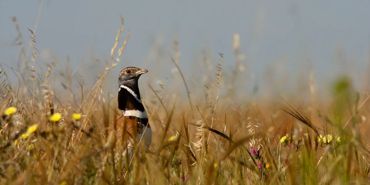 Un ejemplar macho de sis&oacute;n com&uacute;n (Fotograf&iacute;a de Sergio Gonz&aacute;lez Mart&iacute;nez)