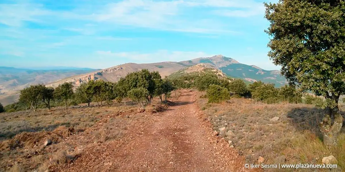 Hasta una treintena de montes de la Rioja Baja contar&aacute;n con nuevas &aacute;reas de cortafuegos
