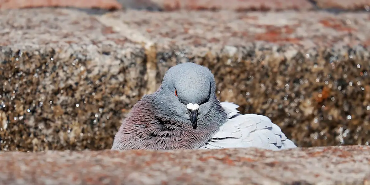 Las palomas pueden provocar problemas de salubridad