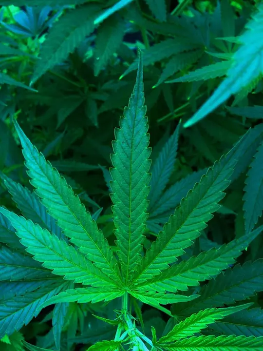 Definici&oacute;n y usos del aceite CBD