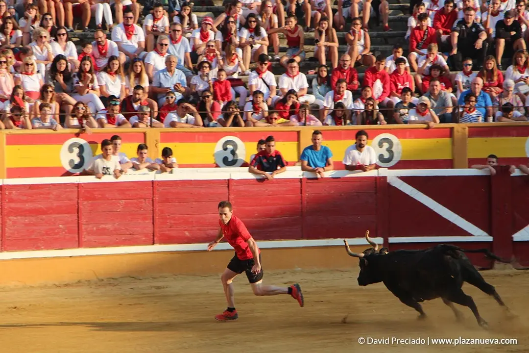 Vacas en la plaza d&iacute;a 25 - 1