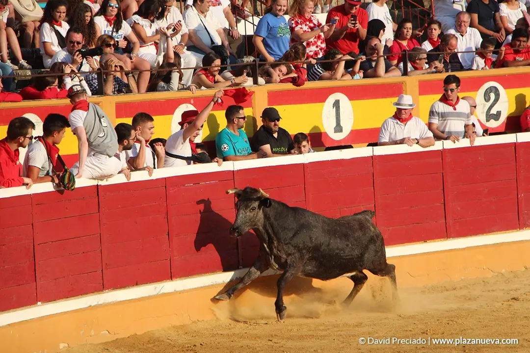 Vacas en la plaza d&iacute;a 25 - 2