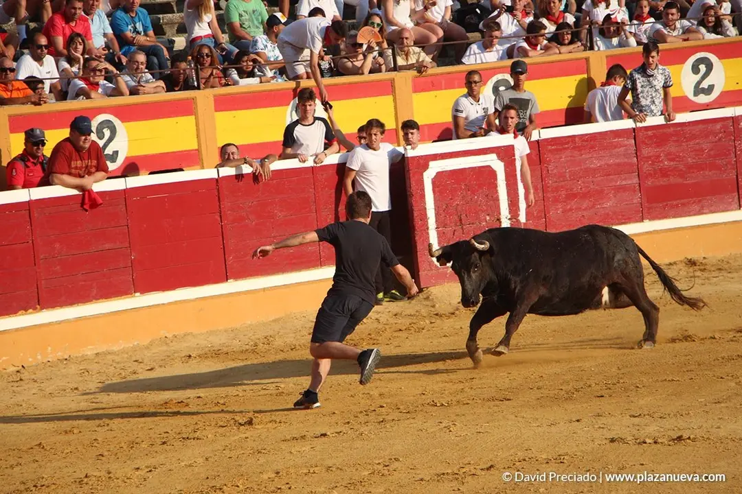 Vacas en la plaza d&iacute;a 25 - 4