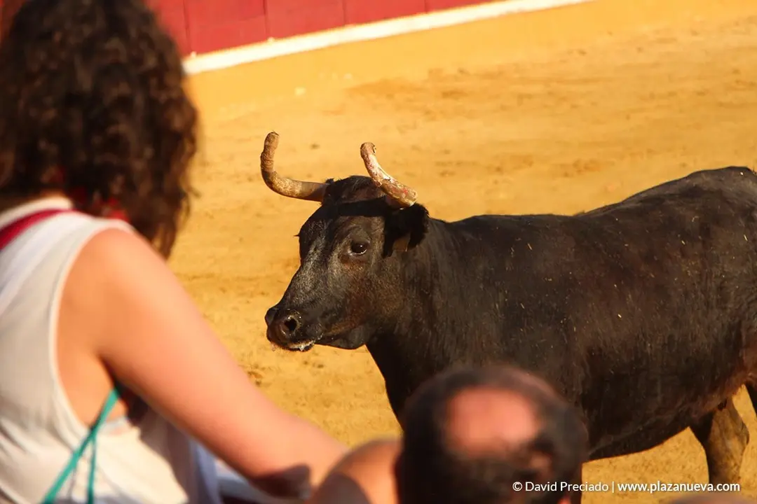 Vacas en la plaza d&iacute;a 25 - 5