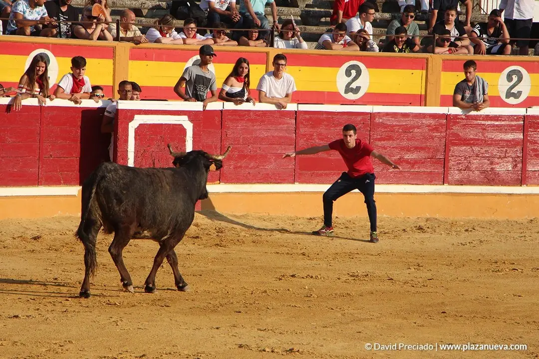 Vacas en la plaza d&iacute;a 25 - 6