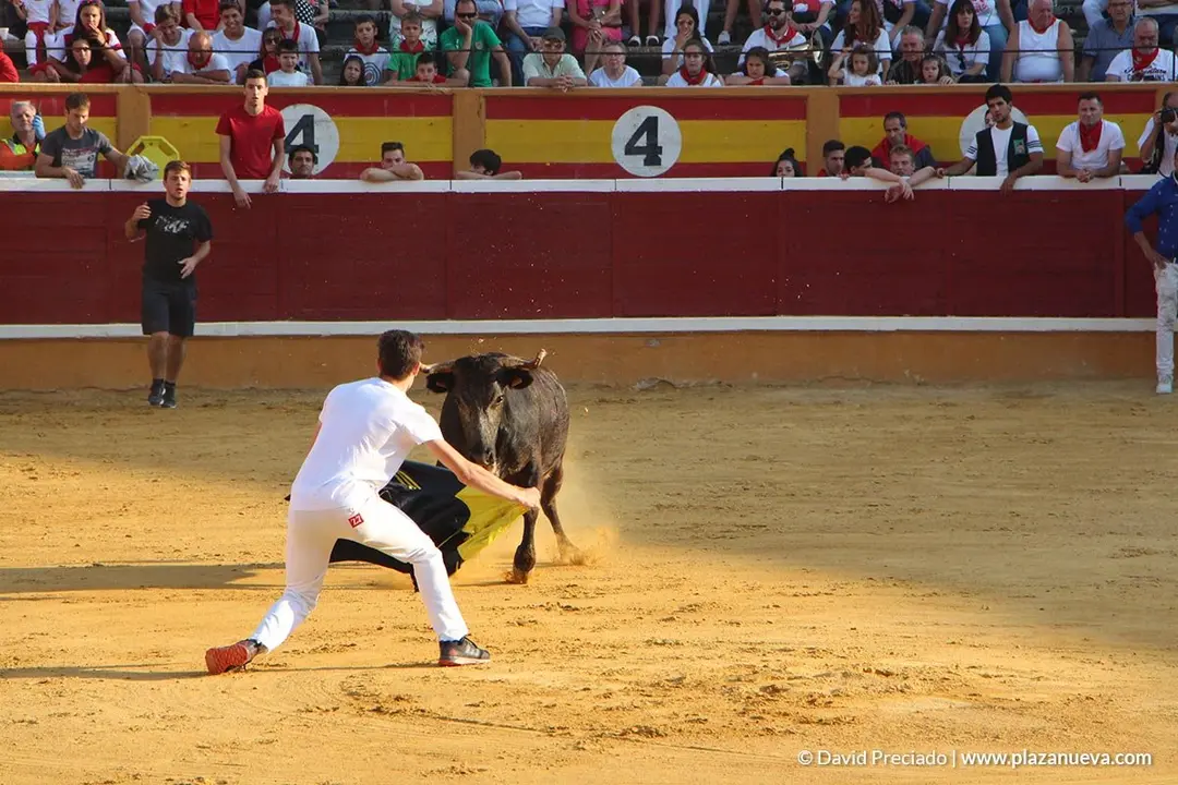 Vacas en la plaza d&iacute;a 25 - 7