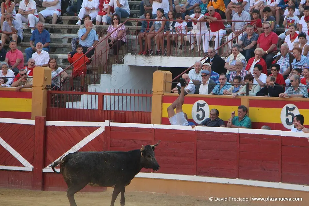 Vacas en la plaza d&iacute;a 25 - 8
