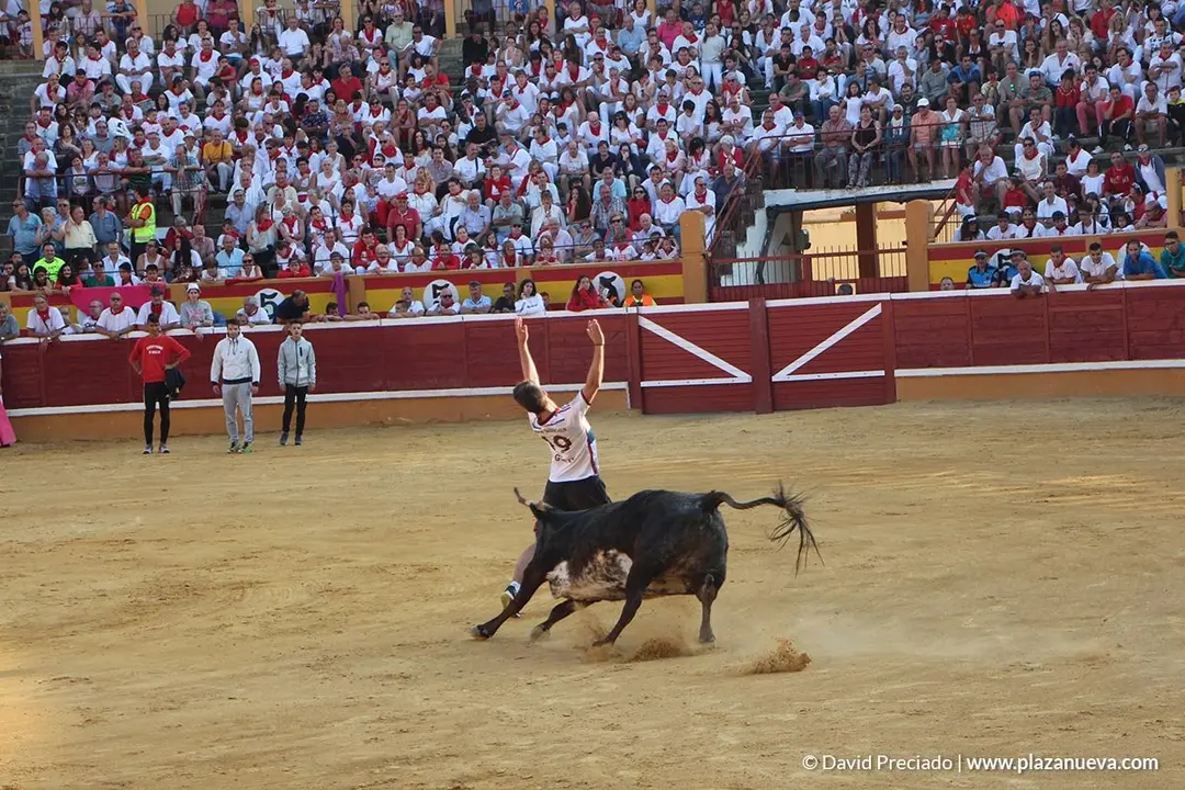 Vacas en la plaza d&iacute;a 25 - 9