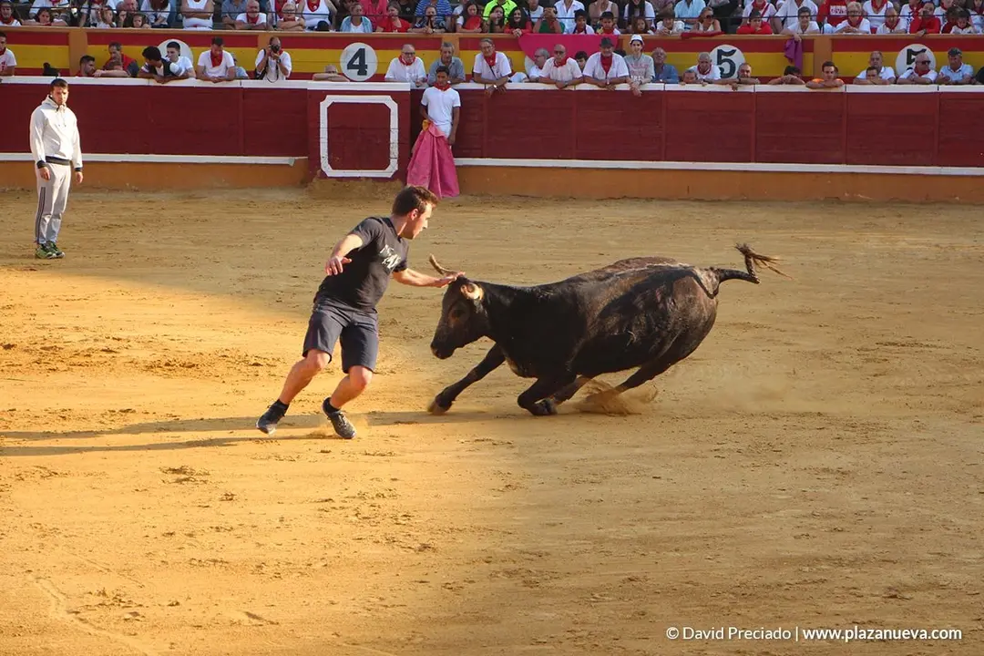 Vacas en la plaza d&iacute;a 25 - 10
