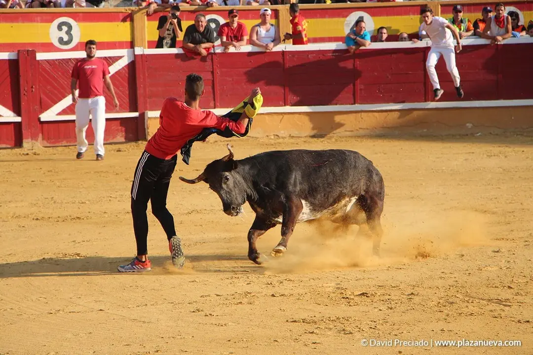 Vacas en la plaza d&iacute;a 25 - 11