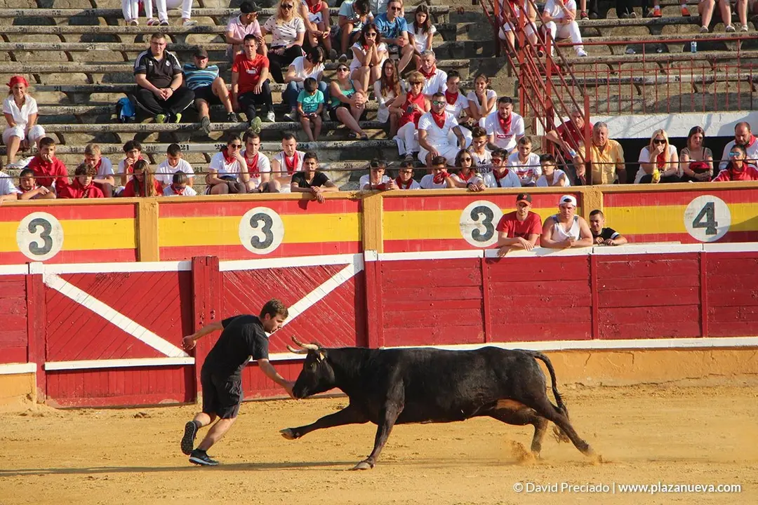 Vacas en la plaza d&iacute;a 25 - 12