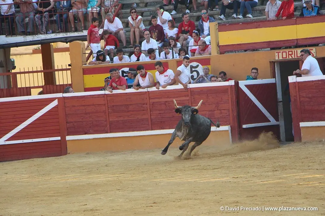Vacas en la plaza d&iacute;a 25 - 14
