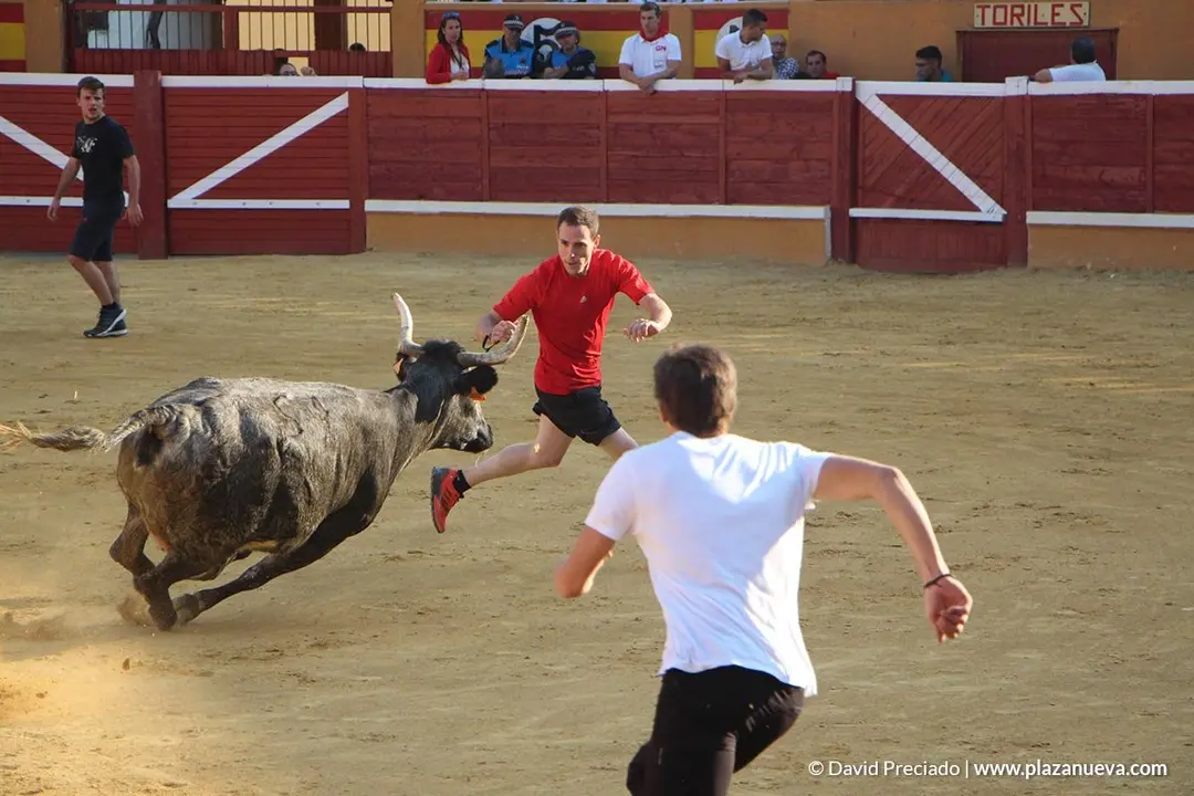 Vacas en la plaza d&iacute;a 25 - 15
