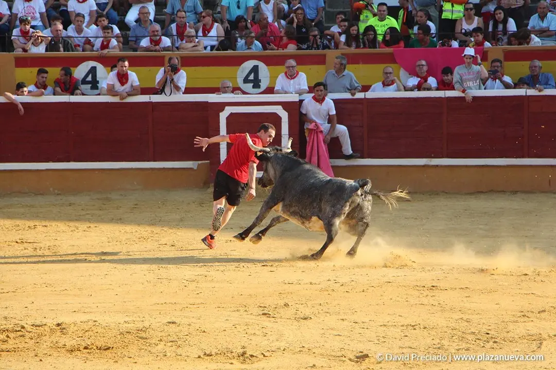 Vacas en la plaza d&iacute;a 25 - 16