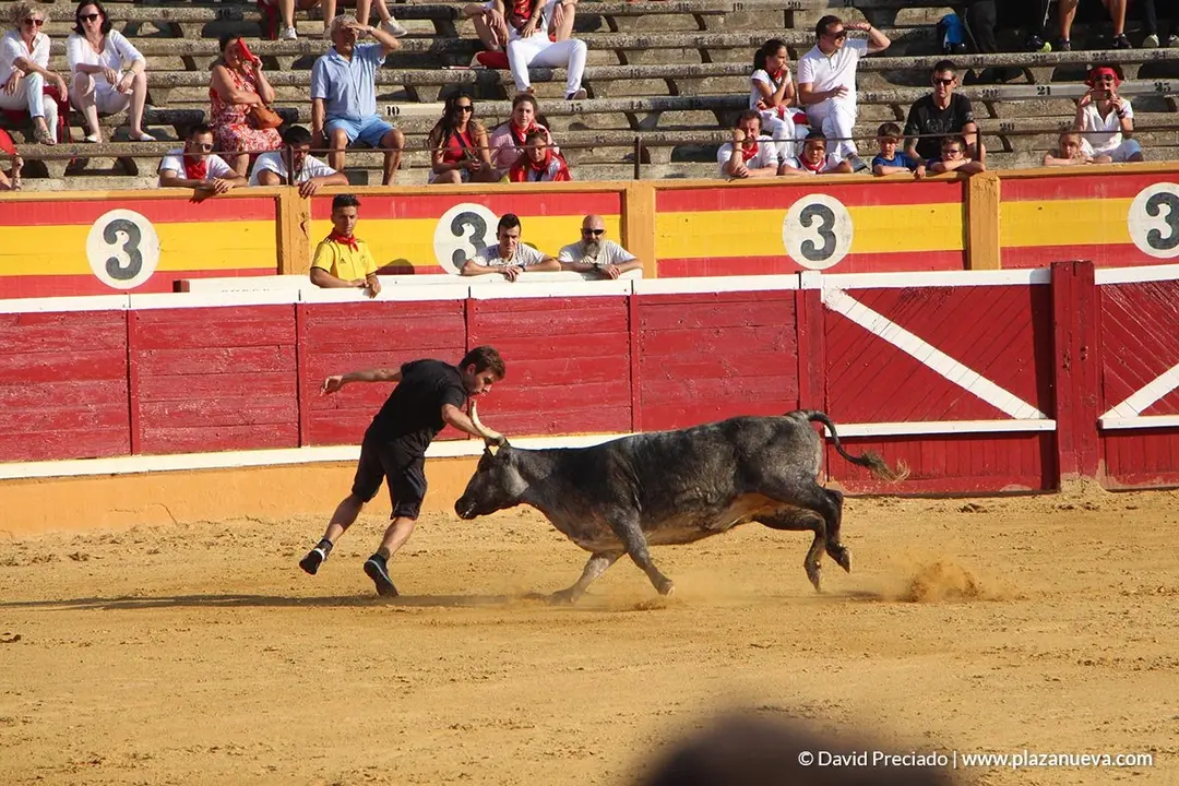 Vacas en la plaza d&iacute;a 25 - 17