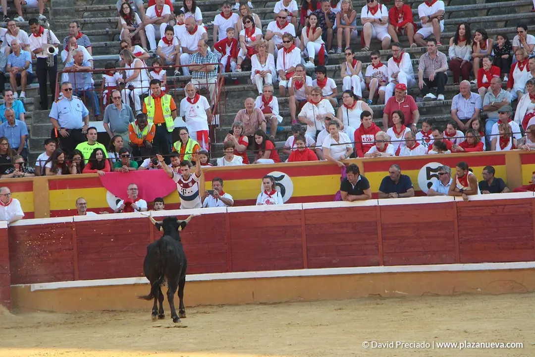 Vacas en la plaza d&iacute;a 25 - 18