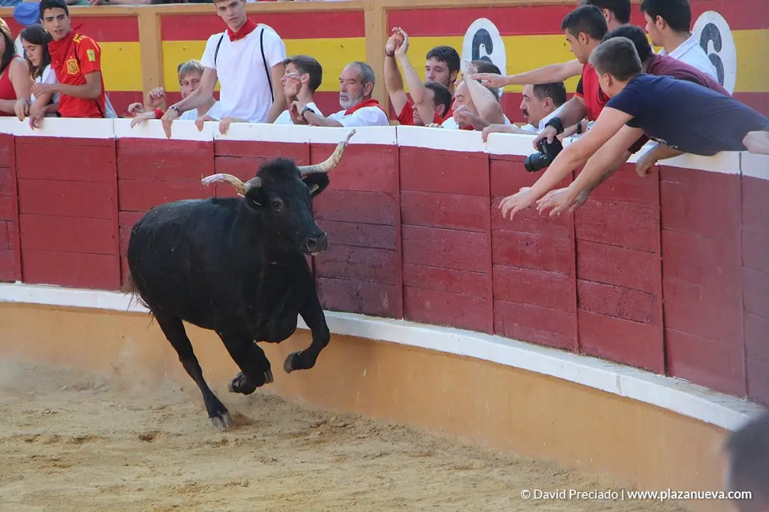 Vacas en la plaza d&iacute;a 25 - 19