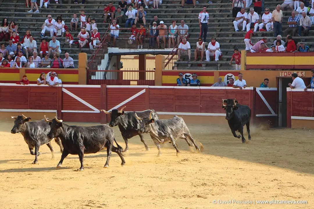 Vacas en la plaza d&iacute;a 25 - 20