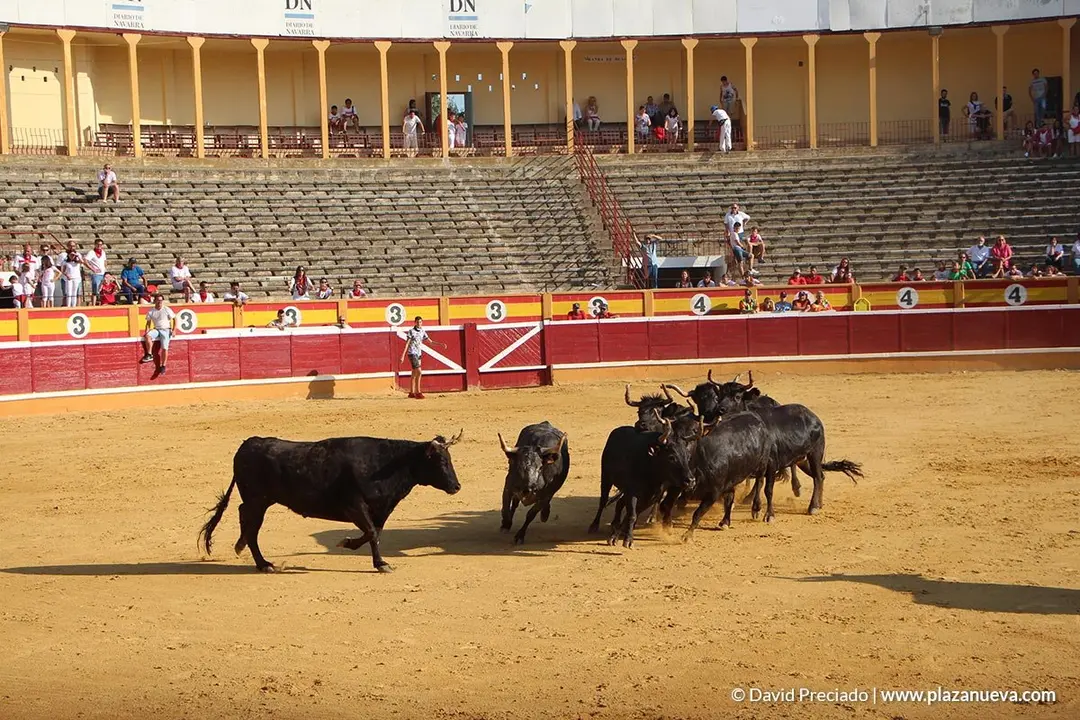 Vacas en la plaza d&iacute;a 25 - 21
