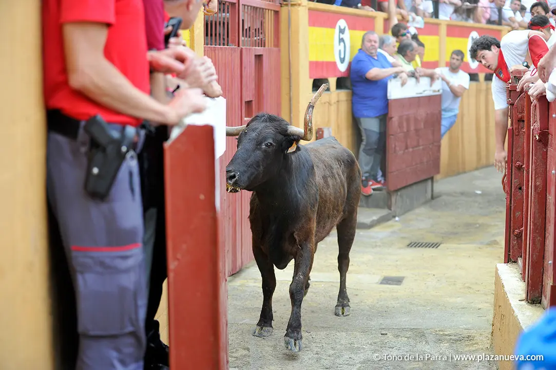 Vaquilla en el callej&oacute;n