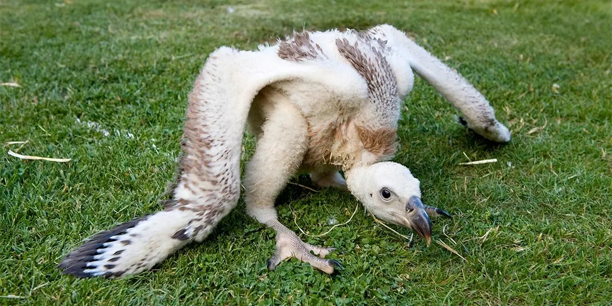 Buitre leonado en julio
