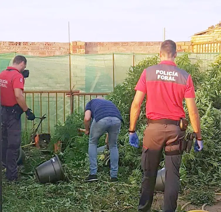 Parte de la plantaci&oacute;n intervenida en Tudela