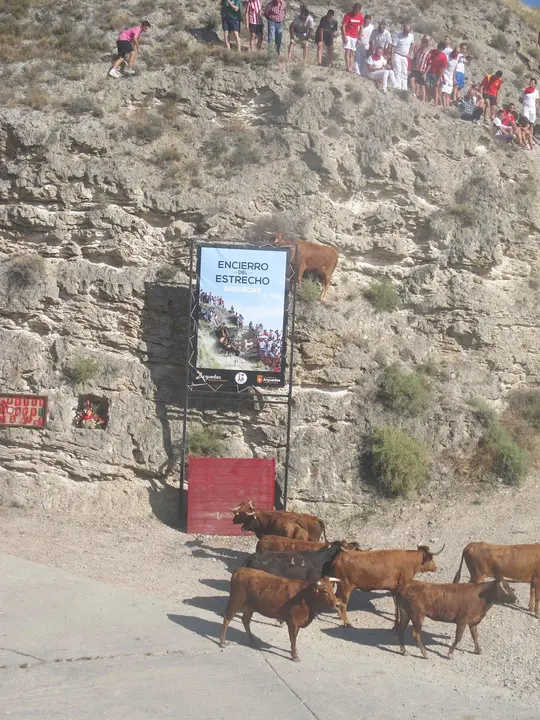 Encierro del Estrecho en Arguedas