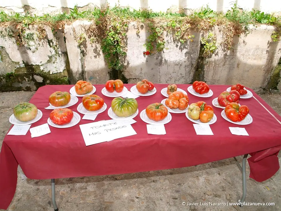 10&ordm; D&iacute;a del Tomate en Cadreita - 12
