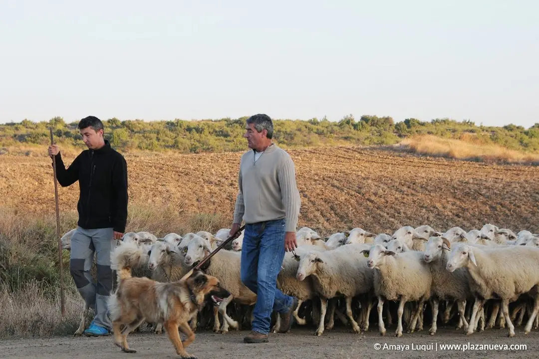 VI Fiesta de los Usos Tradicionales de la Trashumancia en Bardenas en Carcastillo 2018 - 11
