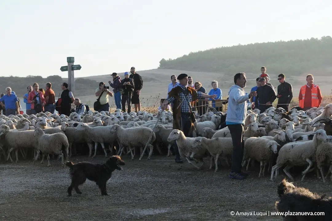 VI Fiesta de los Usos Tradicionales de la Trashumancia en Bardenas en Carcastillo 2018 - 14