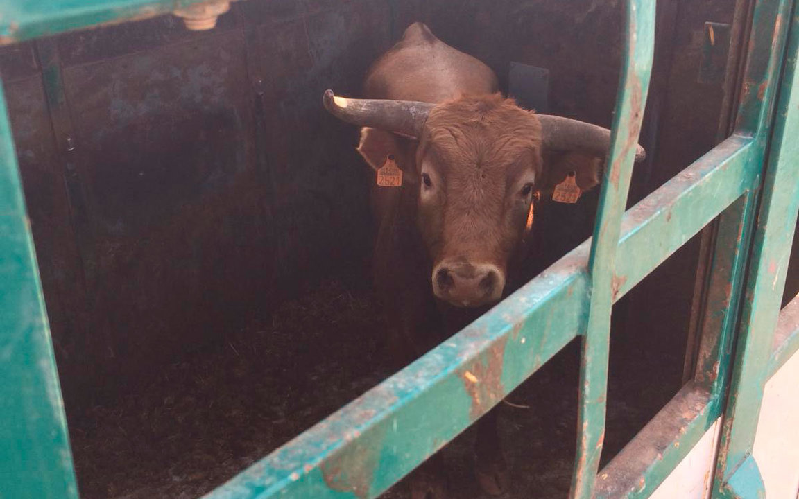 El toro escapado en Villafranca ya recuperado