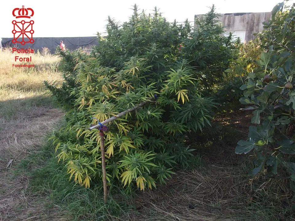 Plantas en la huerta de Tudela