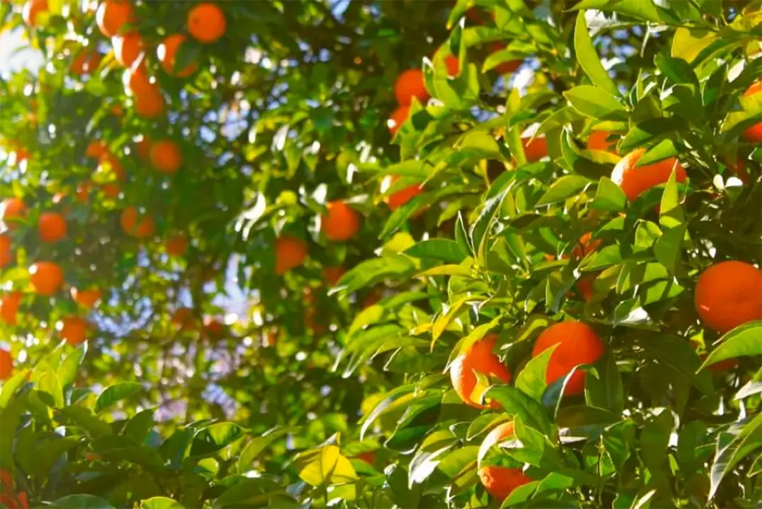&iquest;Alguna vez te has preguntado de d&oacute;nde vienen las naranjas