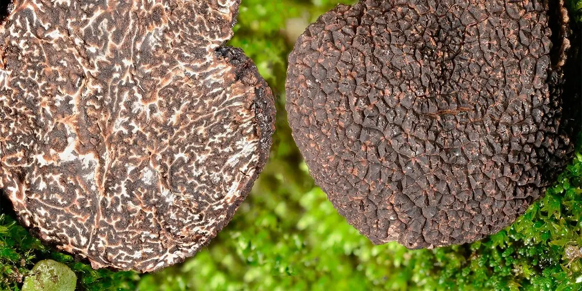 Tuber melanosporum