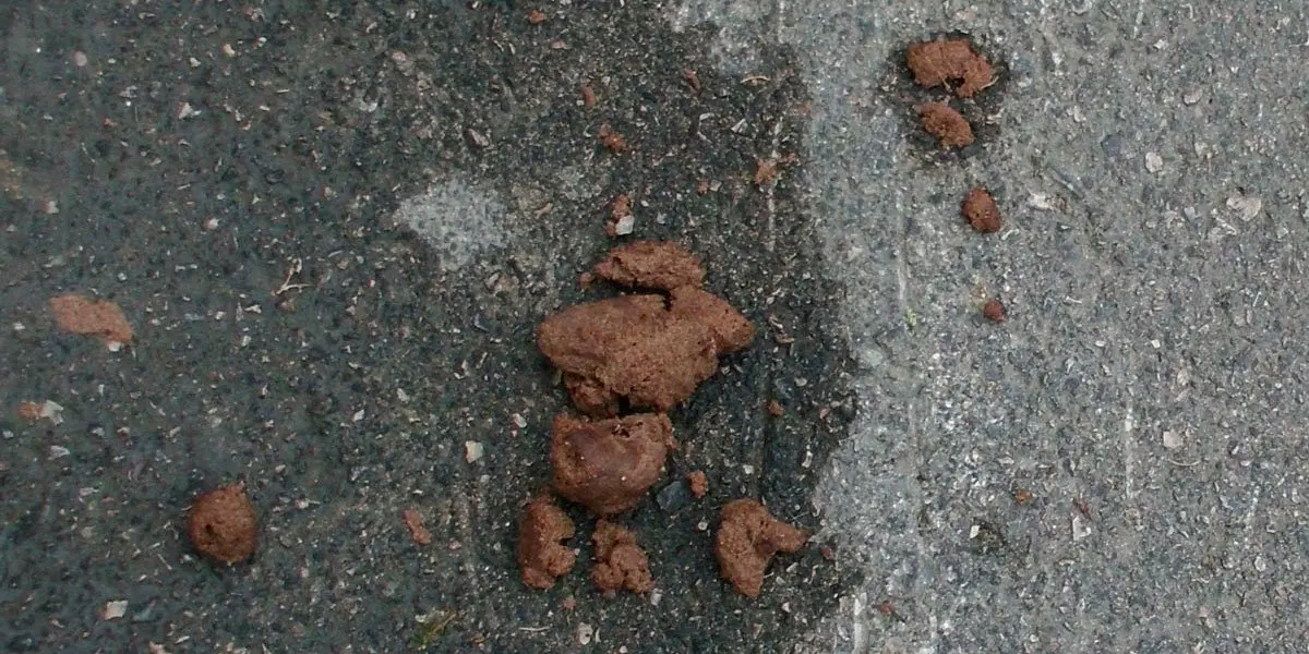 Excrementos en la calle
