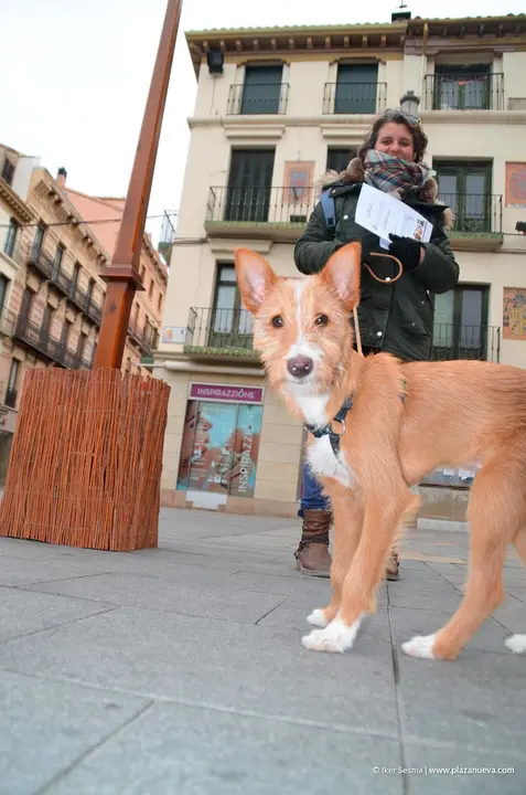San Ant&oacute;n en Tudela, 2019 - 5