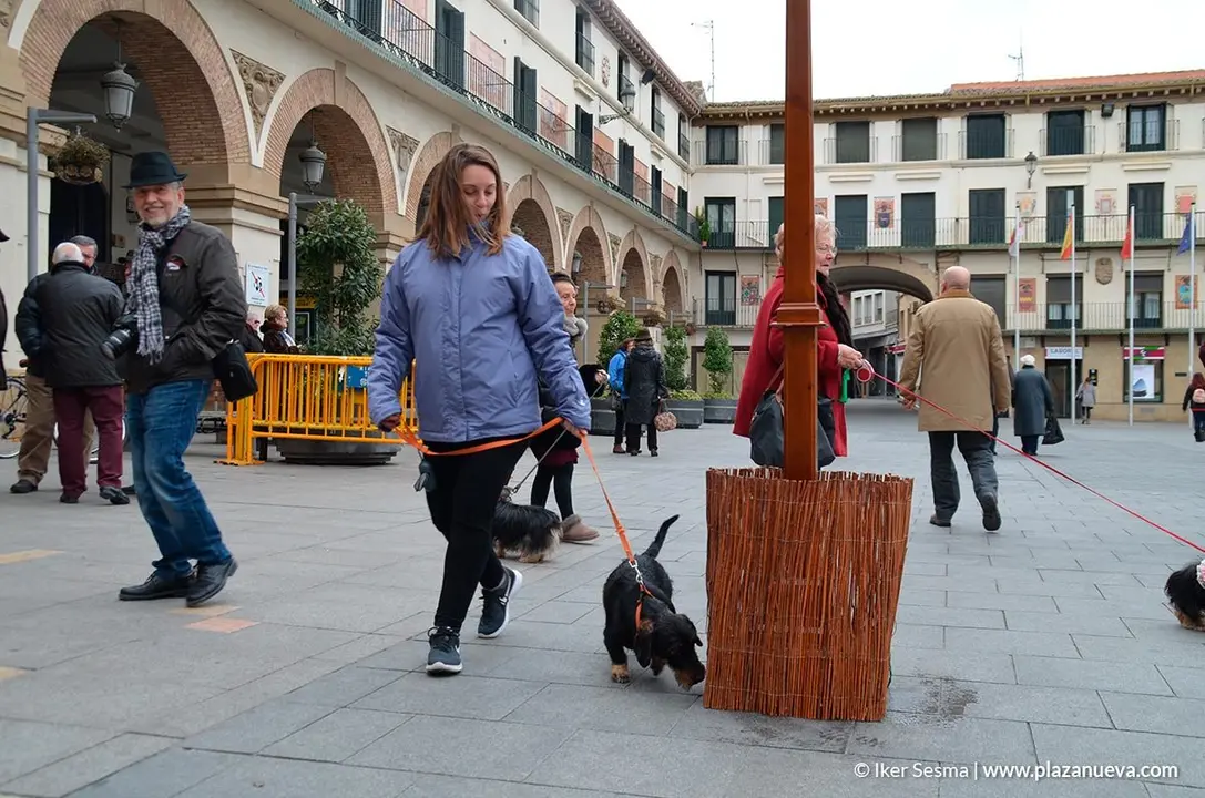 San Ant&oacute;n en Tudela, 2019 - 11
