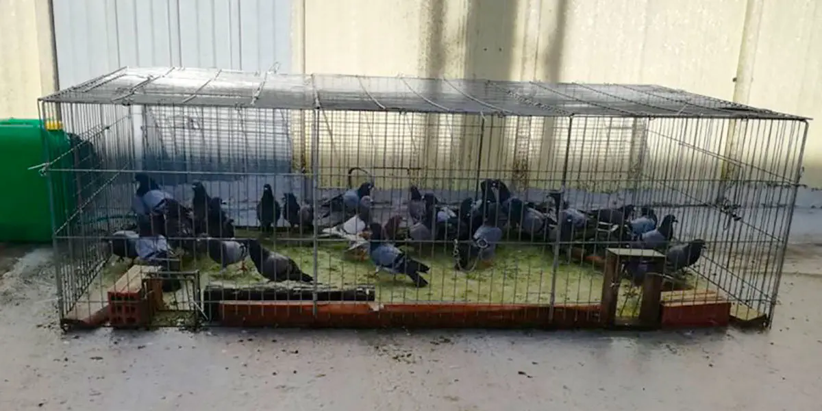Palomas capturadas