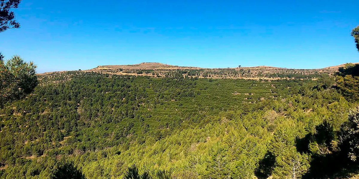 Los montes Cincovillenses se mantienen anualmente para asegurar su riqueza natural