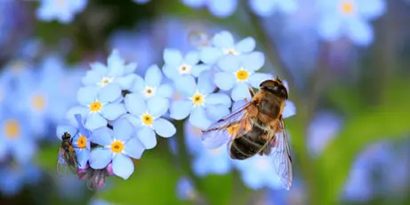 Flora y fauna