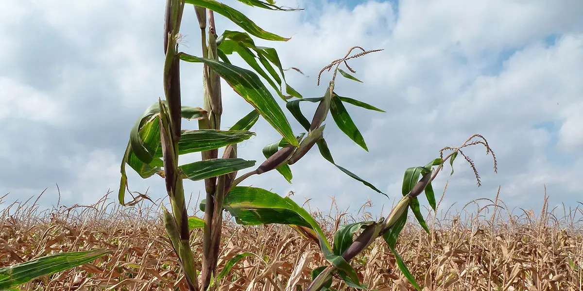 Teosinte en un maizal
