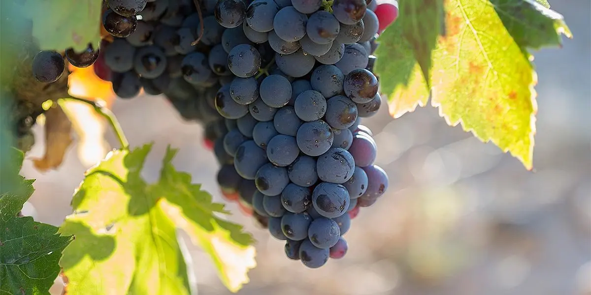 Coraz&oacute;n de Garnacha