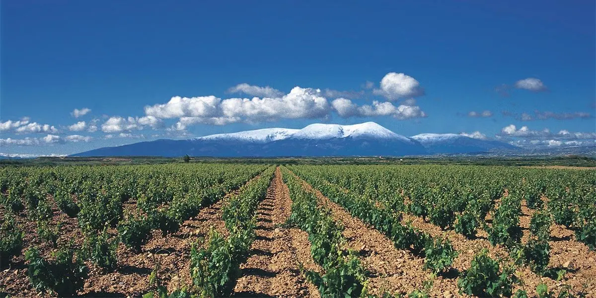 Moncayo Vi&ntilde;edo Enanzo