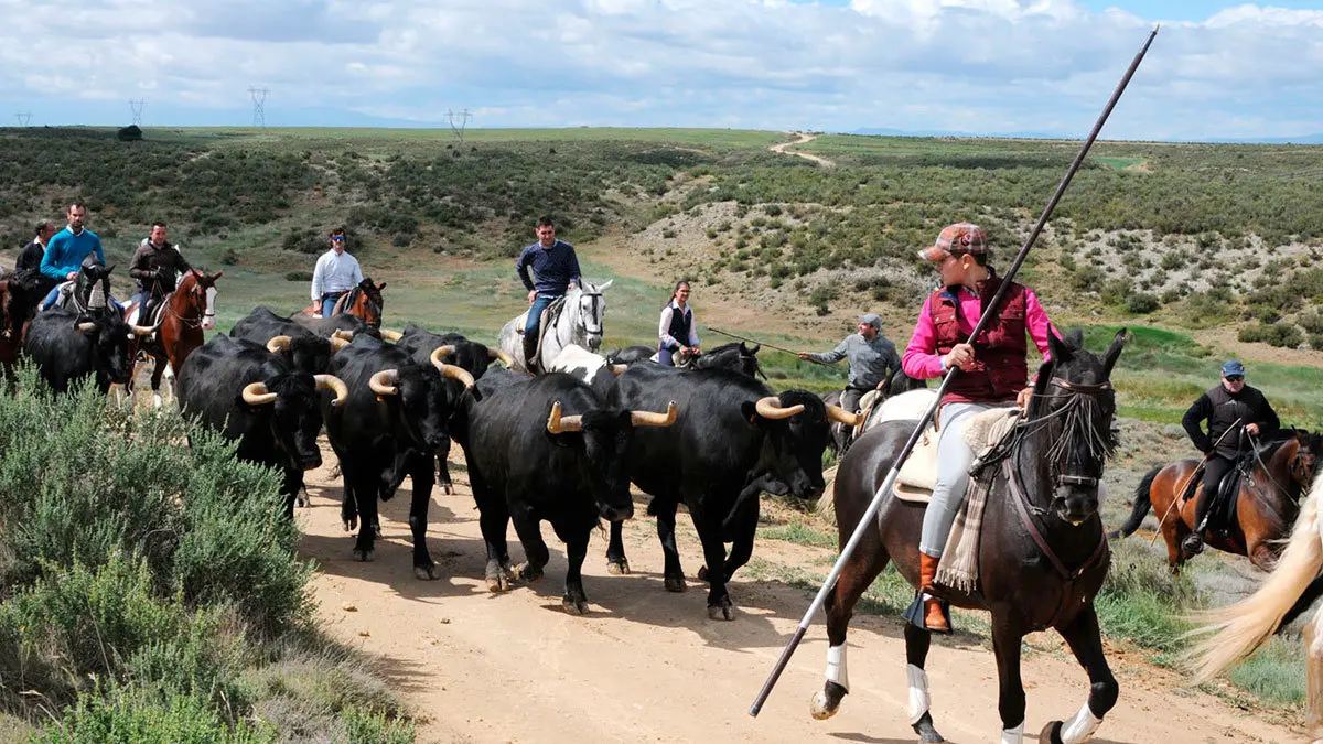 Caparroso-Celebra-el-Día-de-la-Trashumancia-Caballos