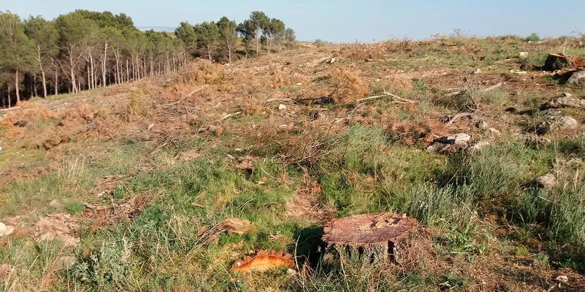 Matarrasa en Canraso