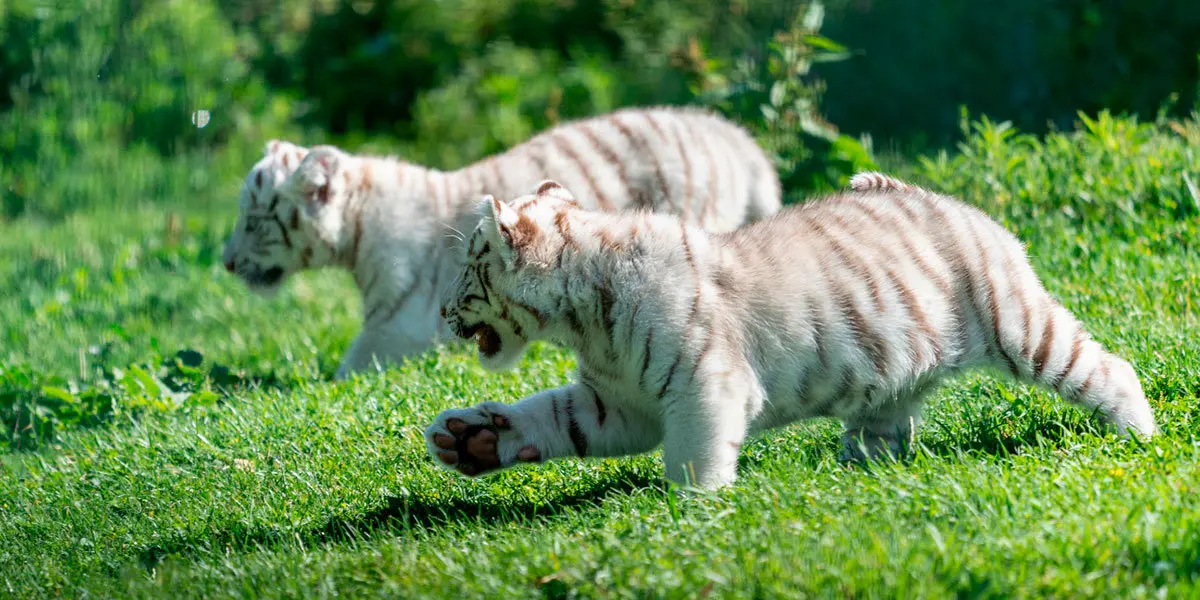 Tigres blancos en Sendaviva