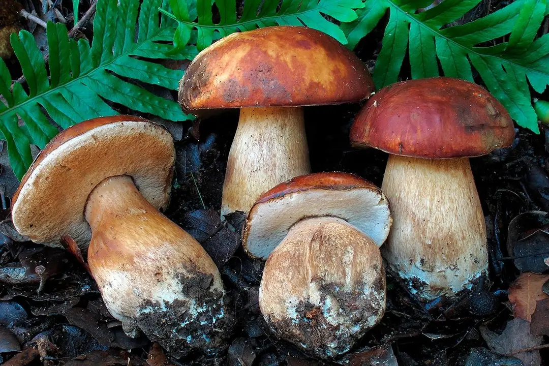 Seta Boletus aereus