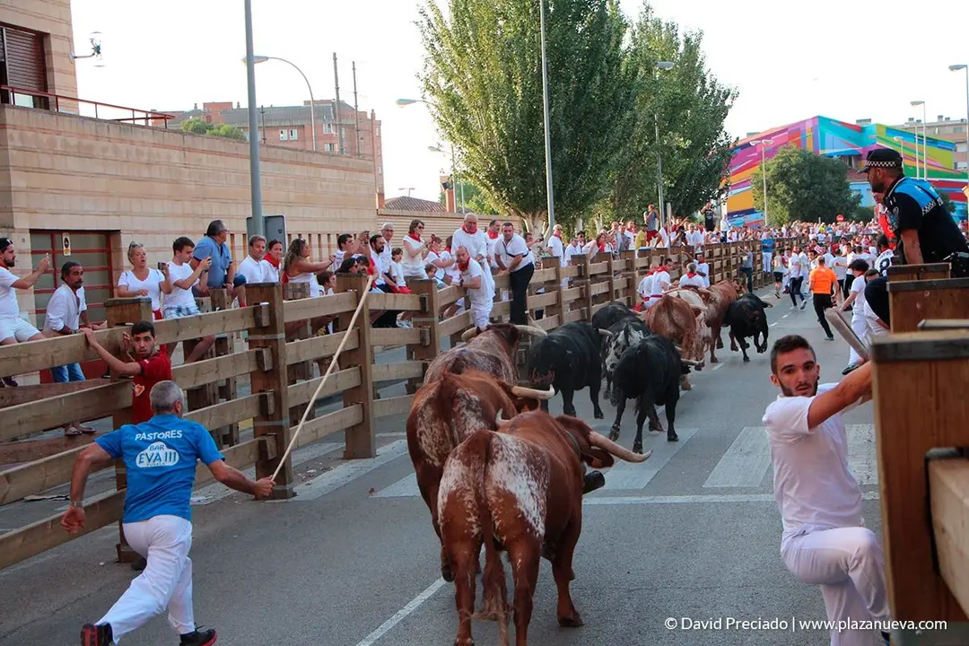 Fiestas de Tudela, día 25 Encierro y Vacas en la plaza 8