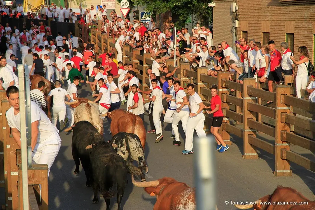 Fiestas de Tudela, día 25 Encierro y Vacas en la plaza 13
